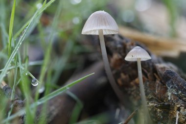 Two small Mycena vitilis mushrooms backlit and dew drops in the undergrowth, Alcoy, Spain clipart