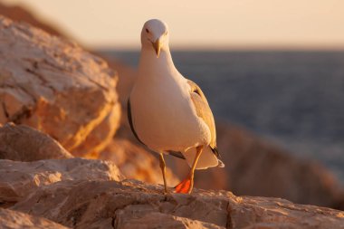 Sarı bacaklı martı Larus michahellis akşam ışığında kayaya tünedi, Calpe, İspanya
