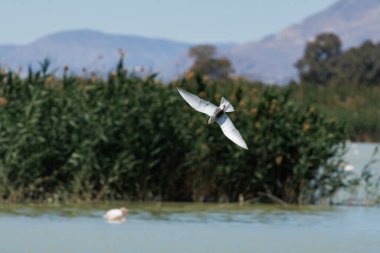 Bıyıklı Tern Chlidonias melezi İspanya 'nın El Hondo Doğal Parkı' nın sulak arazisinde yiyecek arıyor.