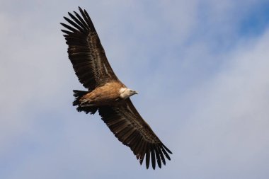 Avrasya Griffon Akbabası bulutlu arka planda, Alcoy, İspanya