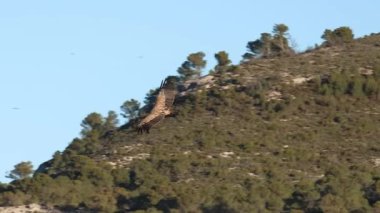 Griffon akbabası Gyps fulvus Alcoy, İspanya 'daki Cint vadisinde uçuyor.