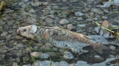 Beniarres rezervuarının kıyısında çürüyen ölü balıklar, İspanya