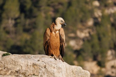 Griffon akbabası Barranc del Cint 'te kayaya tünemiş, aşağıya bakıyor, Alcoy, İspanya