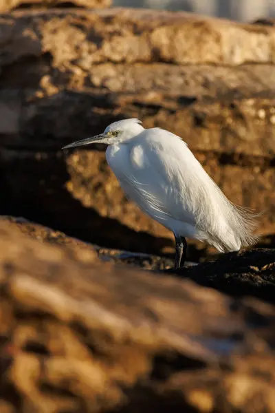 Küçük Egret Egretta Garzetta İspanya 'nın Alicante kentindeki Agua Amarga plajında bir kayaya tünemişti.