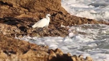 Küçük Egret Egretta Garzetta İspanya 'nın Alicante kentindeki Agua Amarga sahilindeki dalgalardan kaçar.