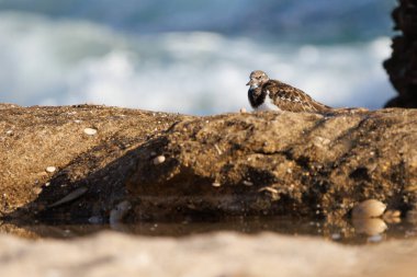 Turnstone Arenaria interpres peeking out from behind the rock with bokeh of the Mediterranean Sea at Agua Amarga beach, Alicante, Spain clipart