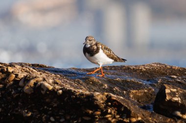 Turnstone Arenaria interpres walking on Agua Amarga beach, Alicante, Spain clipart