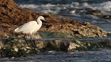Küçük Egret Egretta Garzetta, İspanya 'nın Alicante kentindeki Agua Amarga sahilinde bir kabuklu deniz hayvanı avlıyor.