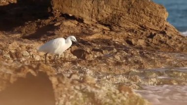 Küçük Egret Egretta Garzetta Agua Amarga plajında yiyecek aramak için denize bakıyor, Alicante, İspanya
