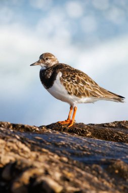 Turnstone Arenaria, İspanya 'nın Alicante kentindeki Agua Amarga plajında kaya ve kırılan dalgaların üzerine tünemiş durumdadır.