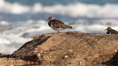 Turnstone Arenaria, İspanya 'nın Alicante kentindeki Agua Amarga plajında meydana gelen dalgaları ve Akdeniz arka planını yorumlamaktadır.