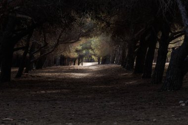 İspanya, Arenales del Sol çam ormanında alacakaranlık.