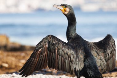 Karabatak Phalacrocorax karbonhidrat portresi ile Akdeniz 'den Bokeh, İspanya