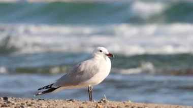 Audouin 'in Gull Ichthyaetus audouinii' si Akdeniz yatağı kıyıda kırılan Alicante, İspanya