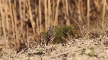 Siyah kızıl saçlı Phoenicurus ochruros El Hondo Doğal Parkı 'nda yerde yiyecek arıyor, Elche, İspanya