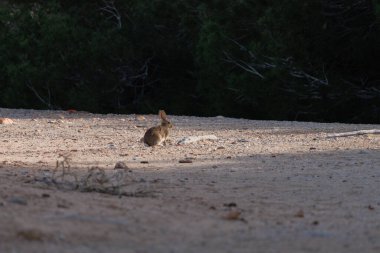 Arenales del Sol, Alicante, İspanya 'daki çam ormanında güneşlenen tavşan.
