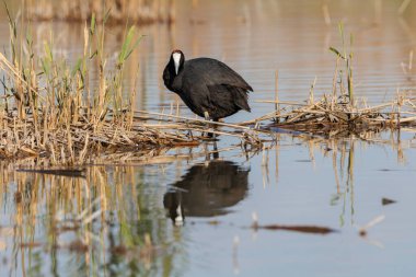 El Hondo doğal parkının gölünde sazlıklar arasında yansıması olan Coot Fulica cristata, İspanya