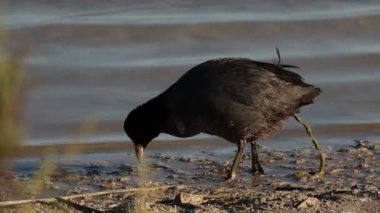 İspanya 'daki El Hondo Doğal Parkı' na dışkıladıktan sonra sık sık yiyoruz.