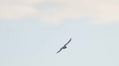 Tern Sterna hirundo İspanya 'nın Alicante kentindeki Agua Amarga plajında uçuyor.