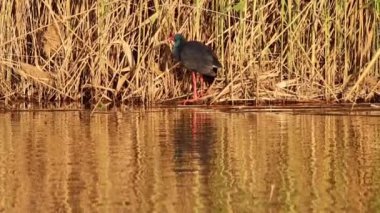Purple Swamphen (Porphyrio porphyrio), İspanya 'nın El Hondo doğal parkındaki sazlıkların yanında tüylerini ön plana çıkarır.