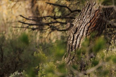 Sierra de Mariola Doğal Parkı, Alcoy, İspanya 'nın çalılıklarında güneşe bulanmış çam ağacı