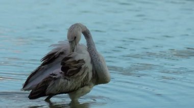 İspanya 'nın Calpe şehrindeki tuzlu düzlüklerde alacakaranlıktan kısa bir süre önce büyük flamingo tüylerini kabartıyor.