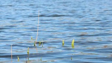 Beniarres rezervuarındaki su seviyesinin yükselmesinden sonra, İspanya 'da sular altında kalan bitkiler.
