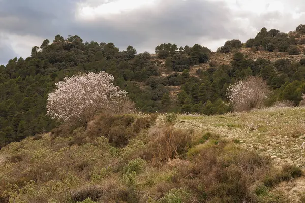 İspanya 'nın Bocairent kentindeki Sierra de Mariola doğal parkında, bulutlu ve badem ağaçlı manzara çiçek açıyor.