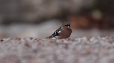 Sierra de Mariola Doğa Parkı 'nda yemek yiyen Chaffinch (Fringilla coelebs), Alcoy, İspanya