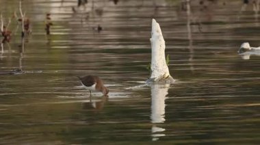 Ortak Sandpiper Actitis hipoleucos Serpis Nehri, Beniarres, İspanya 'da sular altında kalmış bir ağaçta yemek yiyor.