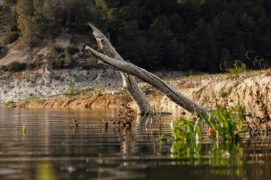 Gölde günbatımı ışığı olan durgun yaşam manzarası