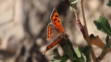 Lycaena phlaeas kelebeği bir bitkiye tünedi ve uçup gitti, Alcoy, İspanya