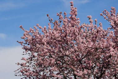 Mavi gökyüzü ve bulutların arka planında çiçek açan badem ağacı tacı, Alcoy, İspanya