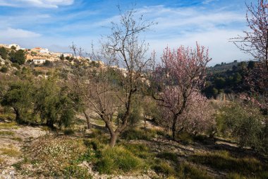 Arka planda Alcoy şehrinin evleri olan Badem çiçeği tarlası, İspanya