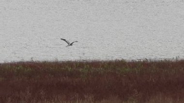 Gri balıkçıllı ardea cinerea Beniarres rezervuarının kıyısında kış bitkileriyle birlikte uçar.