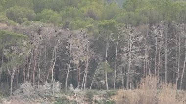 Beniarres rezervuarının yanındaki gece için karabatak ve mavi balıkçıllarla dolu yaprak döken ağaçlar, İspanya