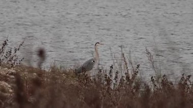 Gri balıkçıllı Ardea Cinerea, İspanya 'nın Beniarres rezervuarında bir balığın onu yemek için sabırla yaklaşmasını bekliyor.