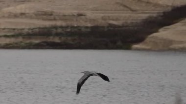 Beniarres bataklığının sazlıkları arasındaki gri balıkçıl sinemanın zarif uçuşu, İspanya