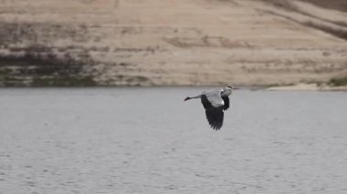 Gri balıkçıl gri bir günde Beniarres rezervuarının üzerinde uçuyor, İspanya