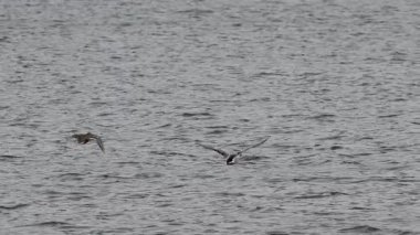 Kürekçiler Spatula clypeata Beniarres rezervuarı için rüzgarla savaşıyor, İspanya