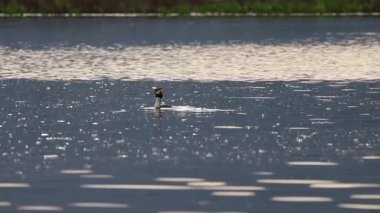 Büyük ibikli Podiceps kriterinin ani hareketi ve sonra Beniarres rezervuarına dalıyor, İspanya