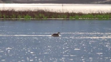 Great Crested Grebe Podiceps kriterleri günün sonunda Beniarres rezervuarında yüzüyor, İspanya