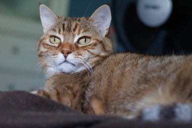 Kaygısız bir ifadeyle tekir kedi, Alcoy, İspanya