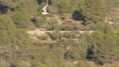 Akdeniz martı Larus melanocephalus bir orman arka planında uçuyor, Beniarres, İspanya