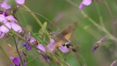 Sinekkuşu sfenksi kelebeği Macroglossum stellatarum uçuşta karalahana çiçekleriyle besleniyor Moricandia arvensis, Benilloba, İspanya