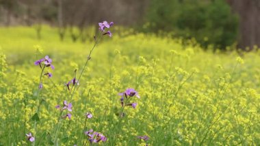 Yaban çiçekleri (Moricandia arvensis) hafif hardal (Erucastrum nasturtium) tarlasında rüzgarda sallanırken