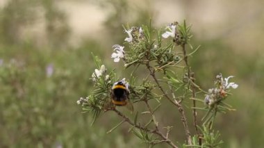 Bumblebee Bombası biberiye çiçeği, Alcoy, İspanya 'dan uçup gidiyor.