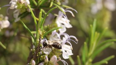Apis mellifera biberiye çiçekleri üzerinde yürür ve uçar gider, Alcoy, İspanya