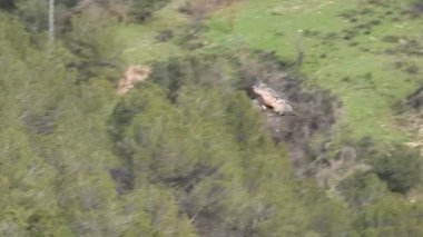 Akbaba Gyps fulvus Alcoy, İspanya 'daki Cint vadisinin dikey duvarına iniyor..