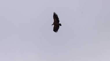 Arkadaki Montcabrer dağının tepesinden inen akbaba silueti (Gyps fulvus), Alcoy, İspanya
